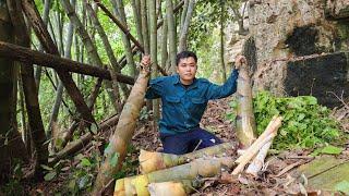 Go to the mountain to pick herbs and get a bountiful harvest -khánh/farm building