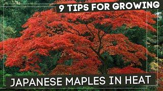 Must Know Tricks For Growing Japanese Maples In Heat!!