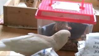 Tika the goffin cockatoo and Gus-Gus the pocket possum