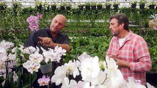 The Garden Gurus - Orchids at Floraplant