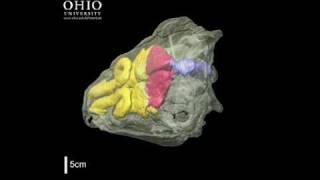 WitmerLab: Panoplosaurus nasal passages - Roll