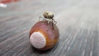 Wee Weevil Drilling an Acorn