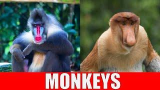 MONKEYS for Kids | Learning Monkey Species for Kindergarten, Preschool, Toddlers