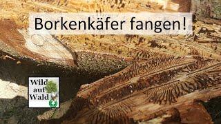 Fichten Borkenkäfer mit Fangbäumen bekämpfen #wildaufwald