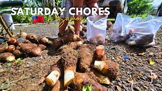 Harvested Taro to Sell & New updates on the farm | Saturday Chores | SamoanFarmer