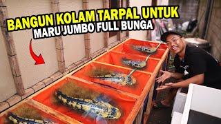 CHANNA JUMBO HAMPIR MATI?? BUAT KOLAM TARPAL UNTUK MARU JUMBO FULL BUNGA