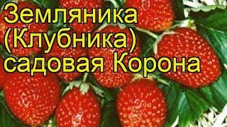 Земляника садовая Корона (Korona). Краткий обзор, описание характеристик, где купить саженцы