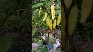 Banana Pepper | Pepper Plant #bananapepper #chili #pepper