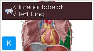 Inferior lobe of left lung | Anatomical Terms Pronunciation by Kenhub