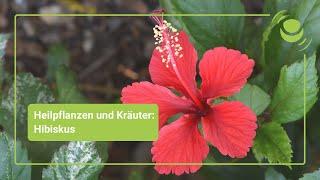 Hibiskus –  Alles, was du über seine Wirkung wissen solltest.