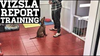 How To Teach Your Vizsla To Speak [REPORT]