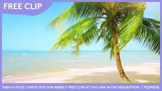 Free Clip - Tropical Paradise