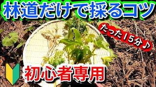 【初心者必見動画】林道だけで採れる美味しい山菜を採るコツ