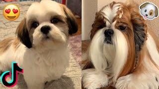  SHIH TZU DOGS VIDEOS  SHIH TZU VIDEO COMPILATION  TIKTOK TRENDS 