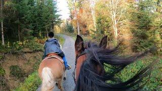 Galopp im Herbstwald