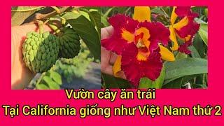 EKT Nusery về thêm cây mới, vườn cây ăn trái không khác gì Việt Nam tại California #276