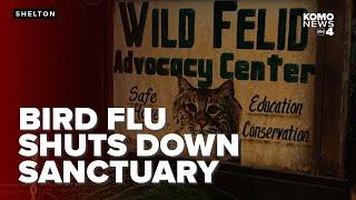 Bird flu kills 20 big cats at Shelton sanctuary, devastating conservation efforts