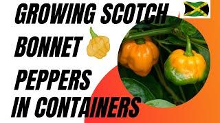 How to Grow  Scotch Bonnet Peppers in Containers 