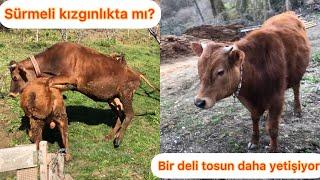 Sürmeli boğayamı geldi?/Deli tosun şaşkına dikkat!