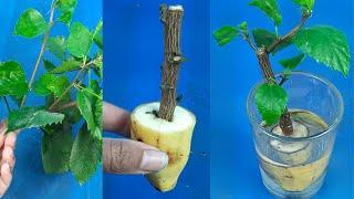 Grow Hibiscus cutting plants faster in water of different two ways