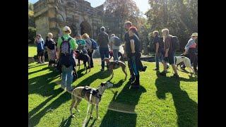 A Campervan trip and a day with Whippets and Greyhounds