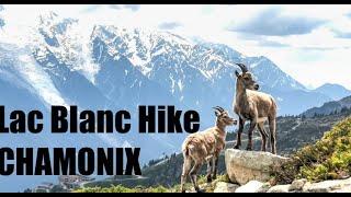 Hiking Lac Blanc from La Flegere June 2023 - Access, Wildlife, Conditions, Views & More
