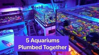 5 connected aquariums - same water, different results