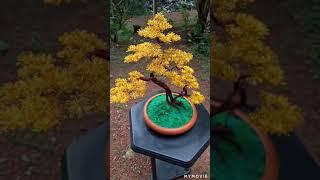 wire Bonsai Sri Lanka  - video 3