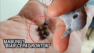 PERKUTUT MABUNG lakukan cara berikut biar cepat rontok dan tetap bunyi!