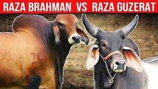  GUZERAT Lechero VS Raza BRAHMAN Cuál Es La Mejor Para La Producción De Leche y Carne.