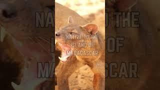  Meet the Fossa: Madagascar's Top Predator!