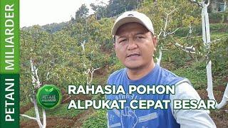 RAHASIA POHON ALPUKAT CEPAT BESAR || PETANI MILIARDER