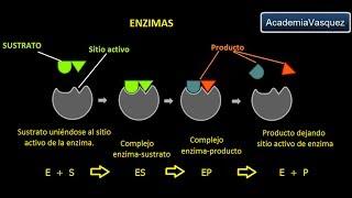 Enzimas: Estructura, Características y Funciones