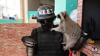 NEET and Raccoons