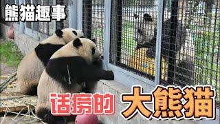 熊猫趣事，带你了解不一样的熊猫世界，那些话唠的大熊猫#panda #熊猫 #百科 #萌宠