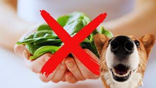 Dangerous Foods for KIDNEY DOGS