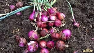 v40: Paano itanim ang Sibuyas/How to grow Onions(bulb) at back yard. Easy Guide!