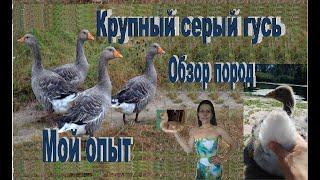 Крупный серый гусь Обзор самых известных пород гусей Мой опыт