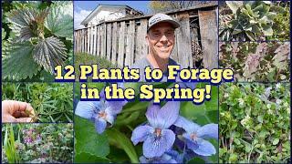 12 Wild Plants to Forage in the Spring