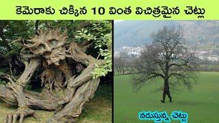 Top 10 Strangest and Rarest Trees on Earth | dangerous trees | facts in telugu | bmc facts | telugu