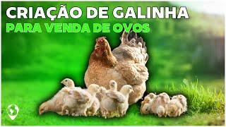 [Guia Essencial] Ganhe DINHEIRO agora com GALINHAS POEDEIRAS!