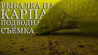 РЫБАЛКА НА КАРПА подводная съёмка