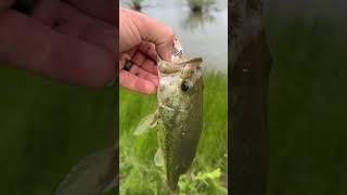 World Record Bass in Texas Farm Pond!