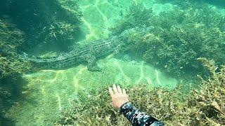 Spearfishing for Food in Crocodile infested Waters (And This Happened!!)