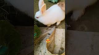 Allah Hi Allah Kiya Karo  cute rabbit #azlanvlogs