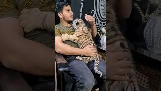 Cute bengal Tiger Cub | Nouman Hassan |