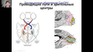 Патология глазного дна