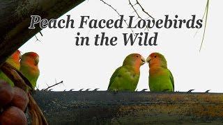 Peach Faced Lovebirds in the Wild 4K UHD