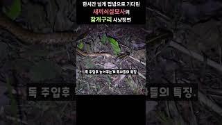 (소름주의) 너무 예민해서 어둡게 촬영한 독사의 사냥장면. #쇠살모사 #참개구리  #animals #동물 #먹이사냥