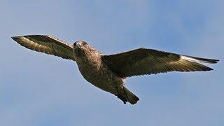 BTO Bird ID - Skuas